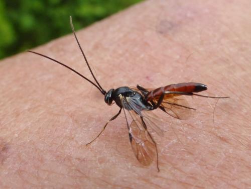 Réf. 238 377 : Syzeuctus sp.